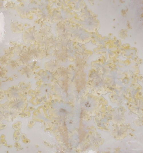 490901  Kristal Beyaz